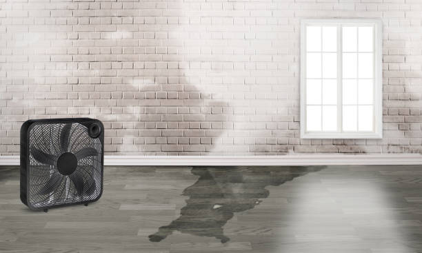 Best Residential water damage restoration  in Kekaha, HI